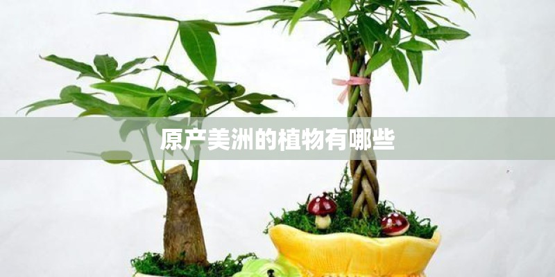 原产美洲的植物有哪些