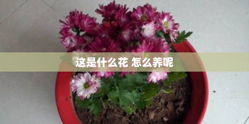 原产美洲的植物有哪些