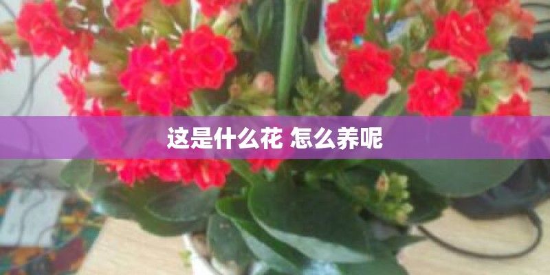 这是什么花 怎么养呢