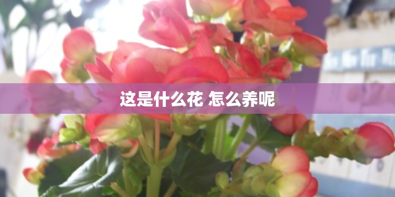 这是什么花 怎么养呢