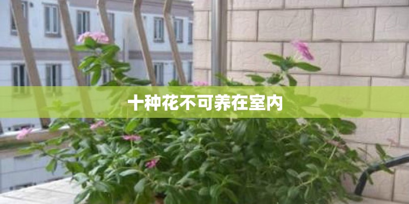 这是什么花 怎么养呢