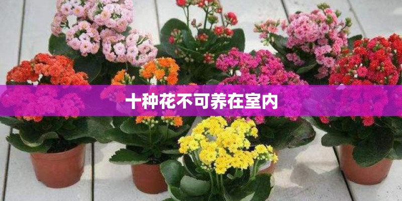 十种花不可养在室内