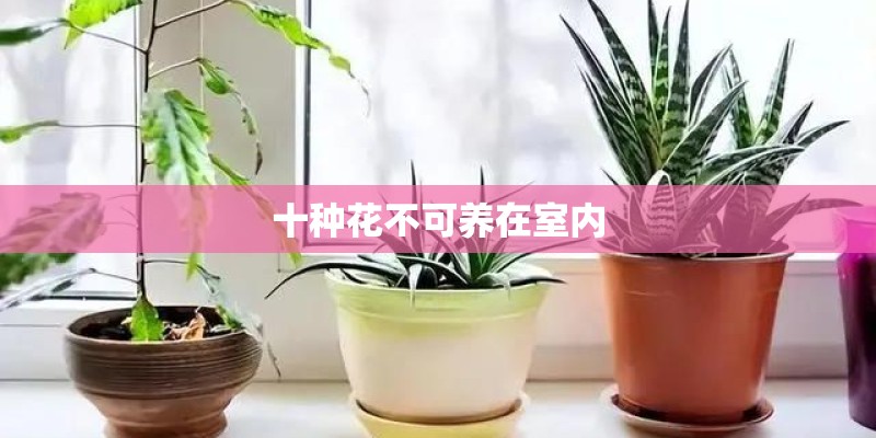 十种花不可养在室内