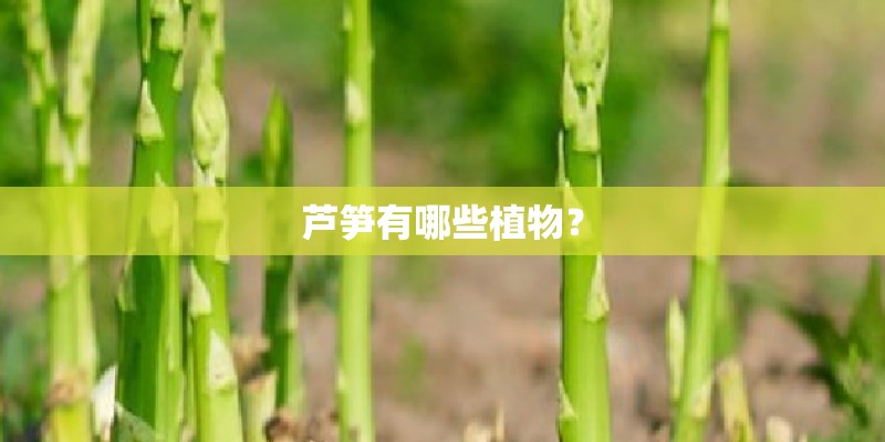 芦笋有哪些植物？