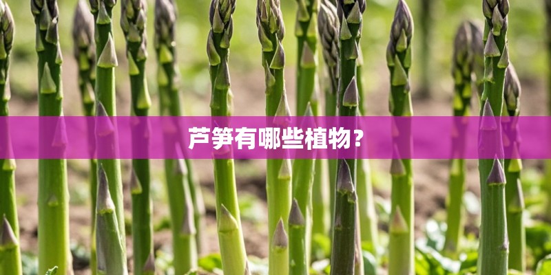 芦笋有哪些植物？