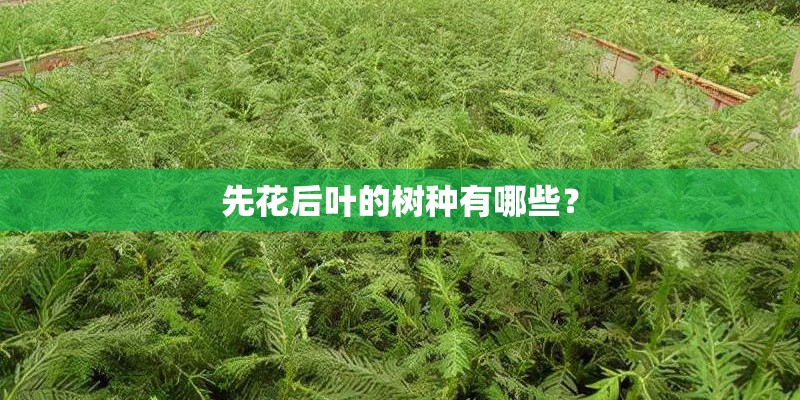 保时捷macan售价36万_1