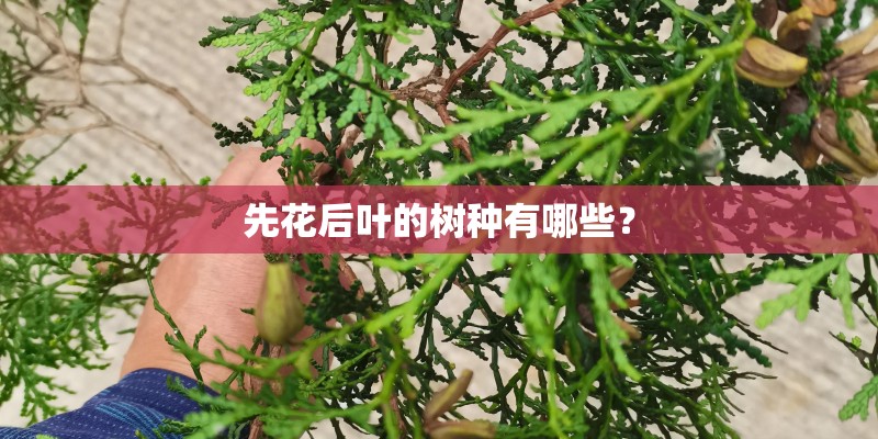 先花后叶的树种有哪些? 先花后叶的树种有哪些?