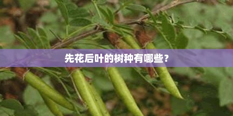 先花后叶的树种有哪些? 先花后叶的树种有哪些?