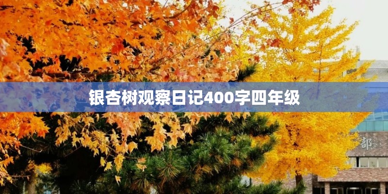 银杏树观察日记400字四年级