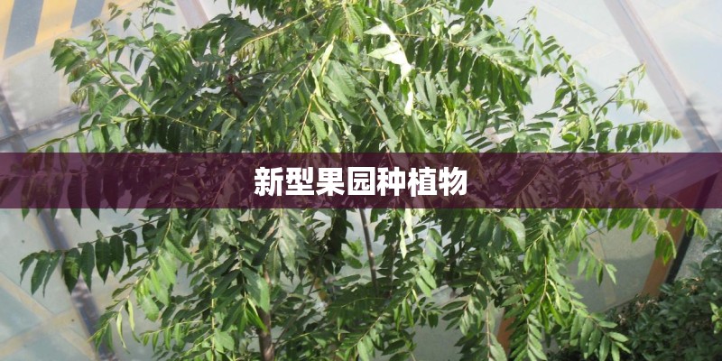 新型果园种植物