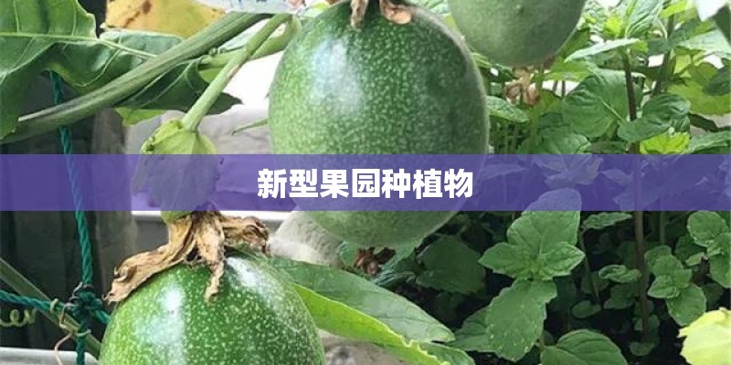 新型果园种植物