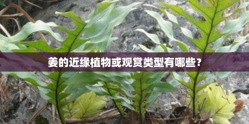 长安欧尚X5购车手册 选尊贵型就对了！