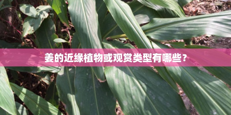 姜的近缘植物或观赏类型有哪些？