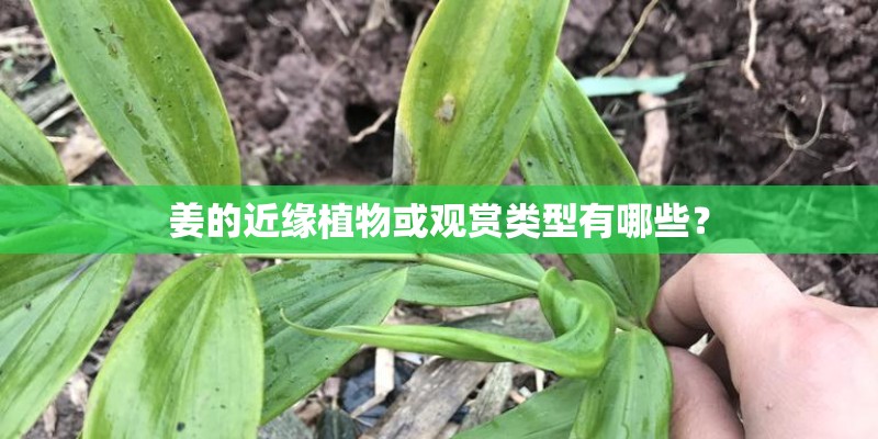 姜的近缘植物或观赏类型有哪些？