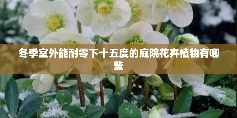 冬季室外能耐零下十五度的庭院花卉植物有哪些
