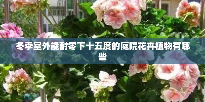 冬季室外能耐零下十五度的庭院花卉植物有哪些