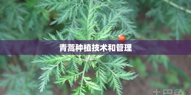 青蒿种植技术和管理