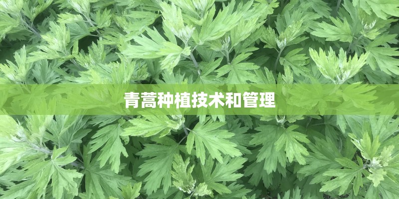 青蒿种植技术和管理