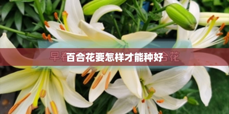 百合花要怎样才能种好