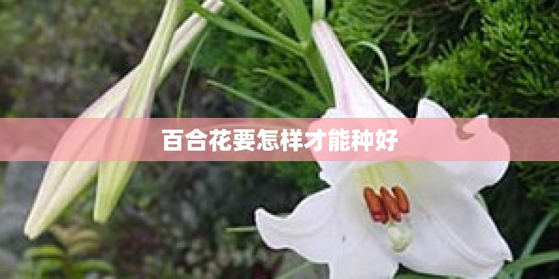 百合花要怎样才能种好