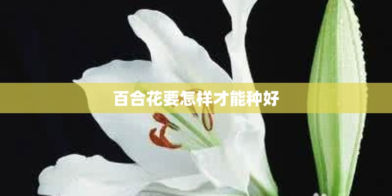 百合花要怎样才能种好