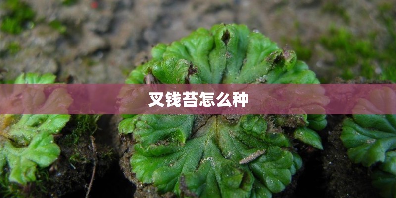 叉钱苔怎么种