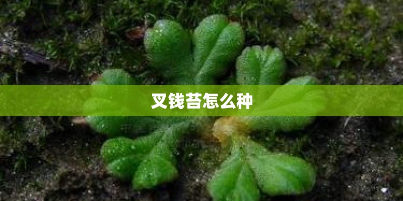 叉钱苔怎么种