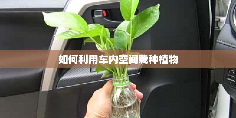 如何利用车内空间栽种植物