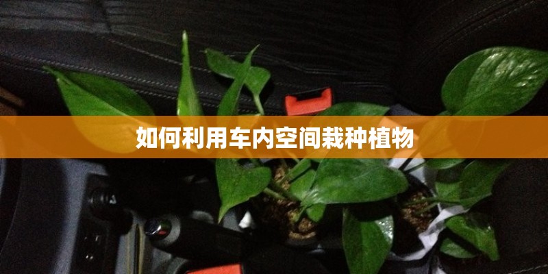 如何利用车内空间栽种植物