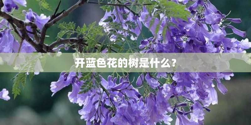 开蓝色花的树是什么？