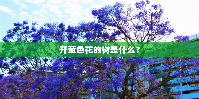 开蓝色花的树是什么？