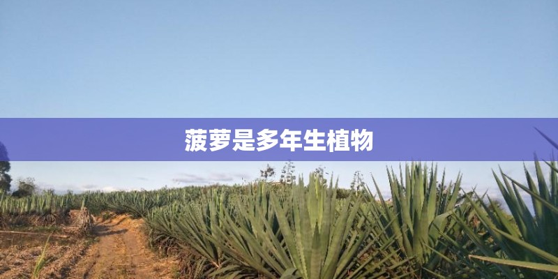 菠萝是多年生植物
