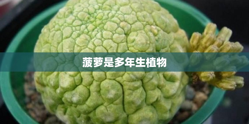 90年代马自达mpv_1