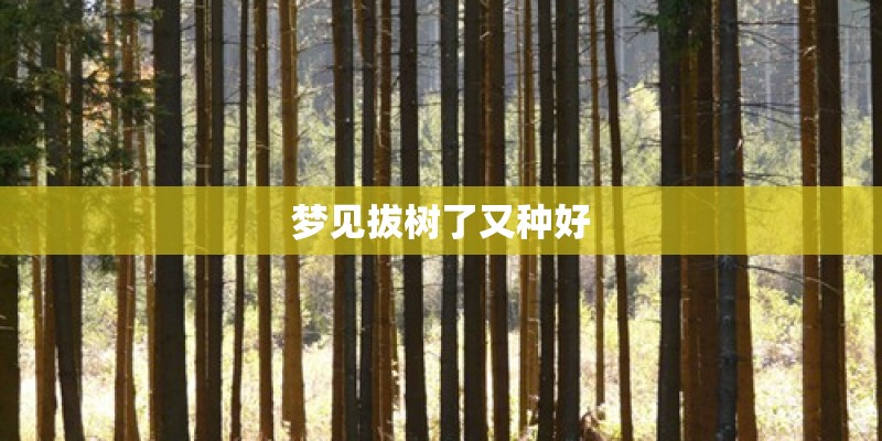 开蓝色花的树是什么？