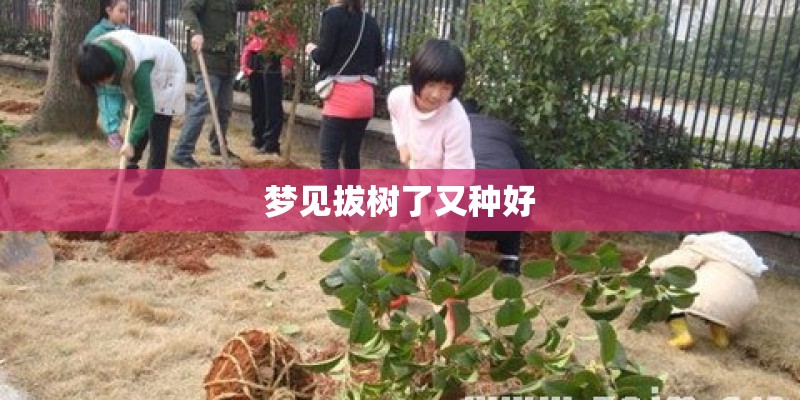 梦见拔树了又种好