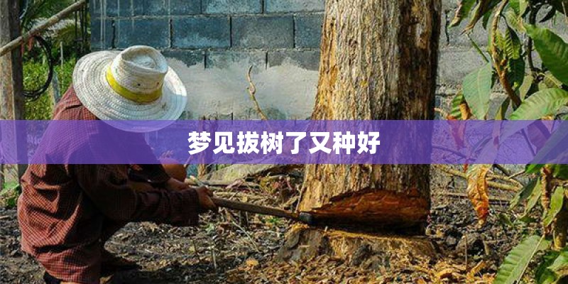 梦见拔树了又种好