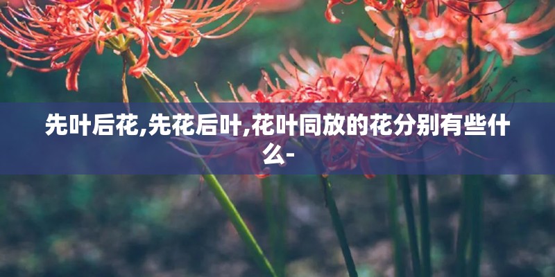 先叶后花,先花后叶,花叶同放的花分别有些什么-