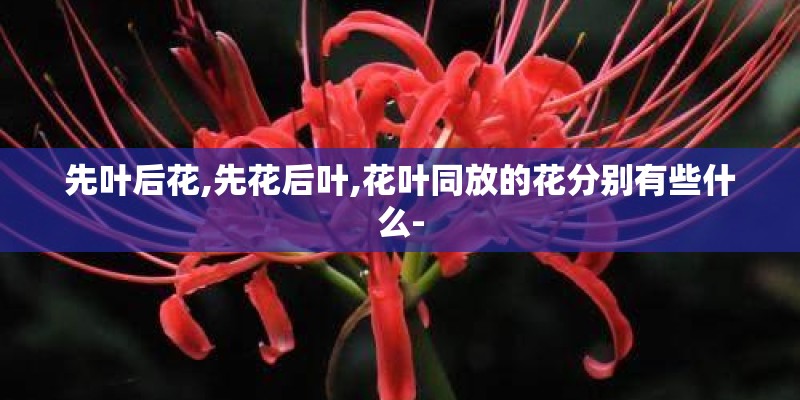 先叶后花,先花后叶,花叶同放的花分别有些什么-