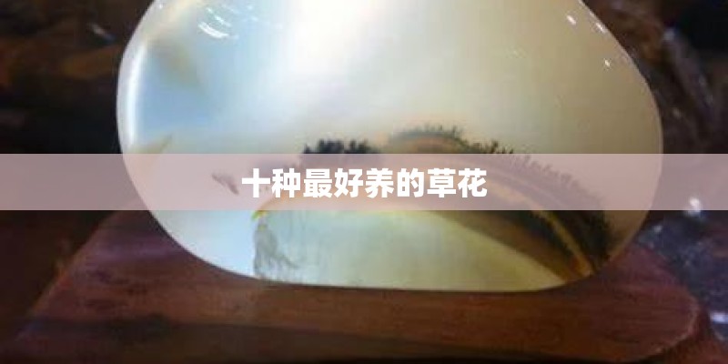 十种最好养的草花