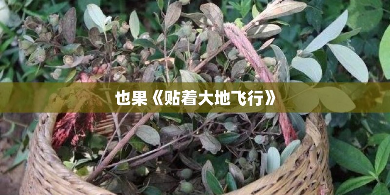 也果《贴着大地飞行》