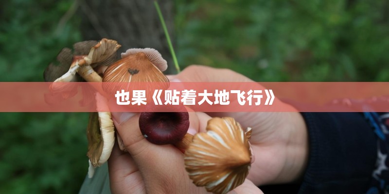 也果《贴着大地飞行》