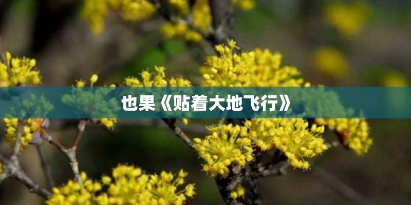 也果《贴着大地飞行》