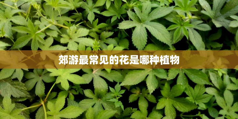 郊游最常见的花是哪种植物