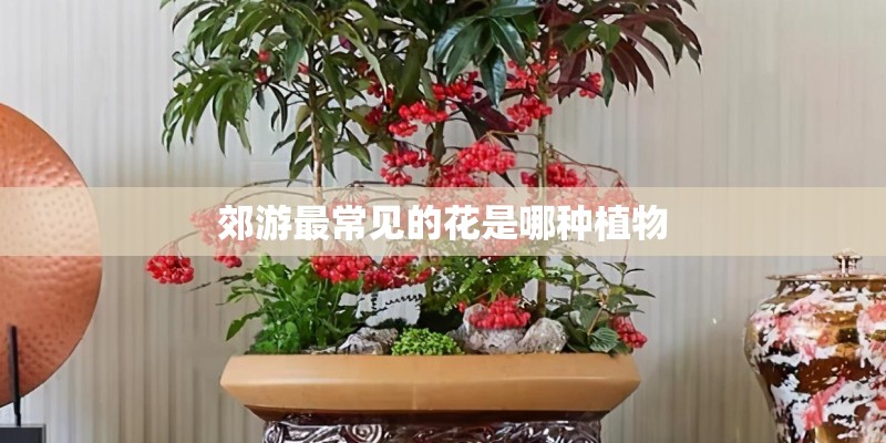 郊游最常见的花是哪种植物