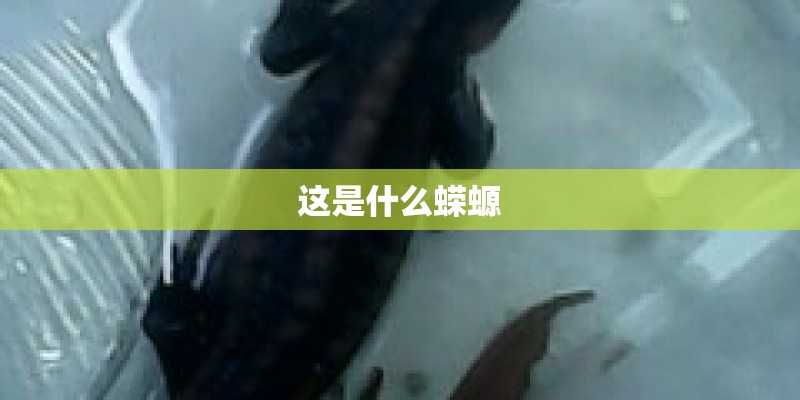 这是什么蝾螈