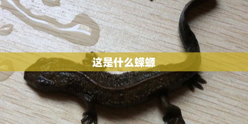 这是什么蝾螈