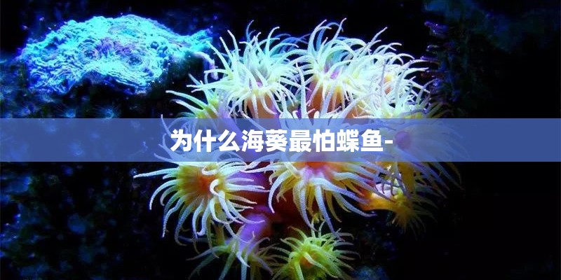 郊游最常见的花是哪种植物