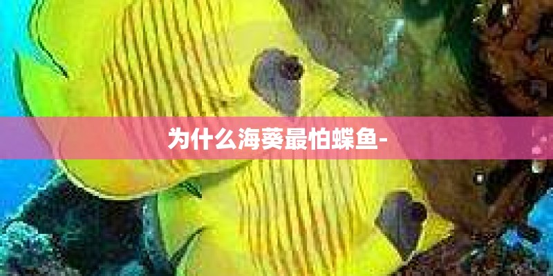 为什么海葵最怕蝶鱼-