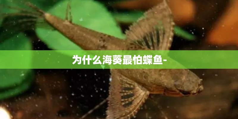 为什么海葵最怕蝶鱼-