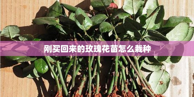 四川陌上花开花境园艺有限公司怎么样？